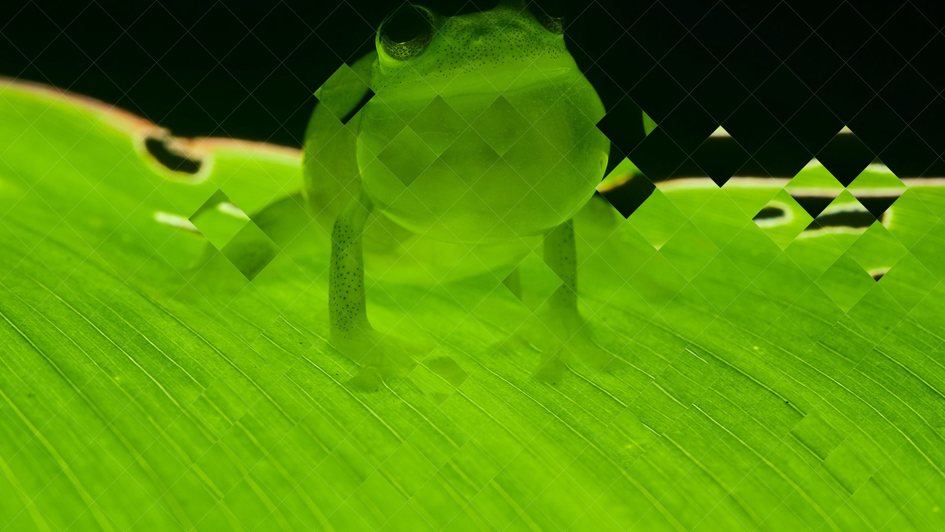 Generative Art Eric Workman